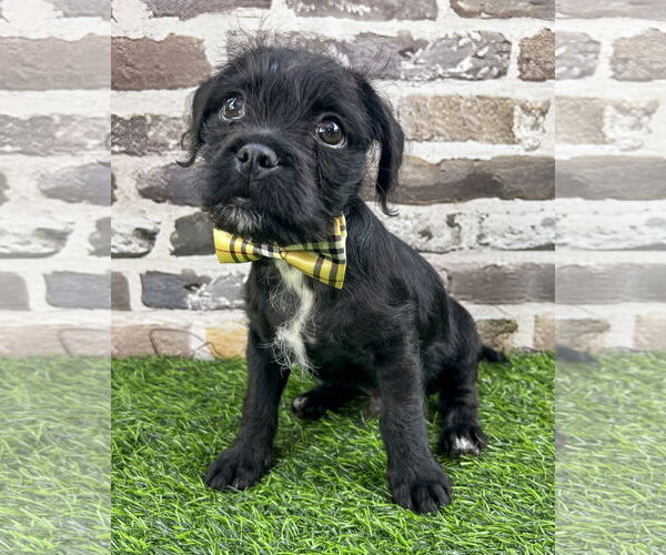 Medium Photo #1 Pug-Unknown Mix Puppy For Sale in Corona, CA, USA