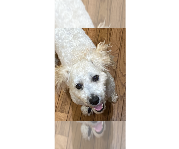Medium Photo #15 Poodle (Miniature)-Unknown Mix Puppy For Sale in Greenbelt, MD, USA