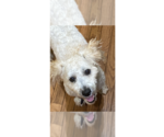 Small #14 Poodle (Miniature) Mix