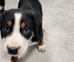 Small Photo #3 Greater Swiss Mountain Dog Puppy For Sale in PHOENIX, NY, USA