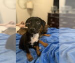 Small #1 German Shepherd Dog Mix