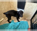 Small #1 Labrador Retriever Mix