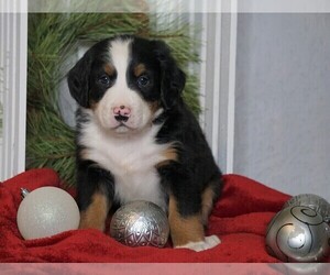 Bernese Mountain Dog Puppy for sale in FREDERICKSBG, OH, USA