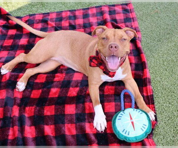 Medium Photo #2 American Pit Bull Terrier-Unknown Mix Puppy For Sale in Rockaway, NJ, USA