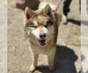 Siberian Husky-Unknown Mix Dogs for adoption in Las Vegas, NV, USA