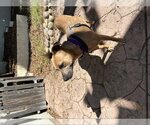 Small #1 American Pit Bull Terrier-Rhodesian Ridgeback Mix