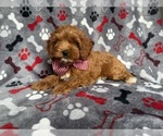 Small #1 Cockapoo (Miniature)
