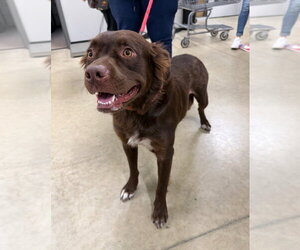 Labrador Retriever-Unknown Mix Dogs for adoption in Pierceton , IN, USA