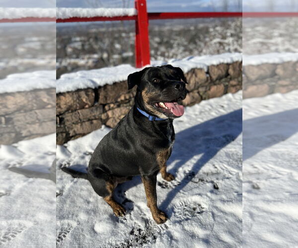 Medium Photo #1 English Bullweiler Puppy For Sale in Miami, FL, USA