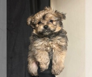 Shiranian Puppy for sale in PHILADELPHIA, PA, USA