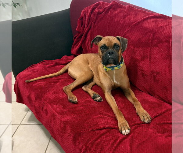 Medium Photo #4 Boxer Puppy For Sale in Austin, TX, USA