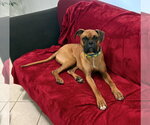 Small #3 Boxer