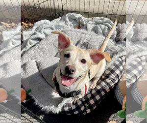 Mutt Dogs for adoption in Derwood, MD, USA