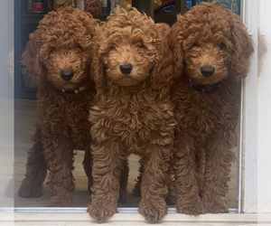 Poodle (Miniature) Puppy for sale in WEST JORDAN, UT, USA