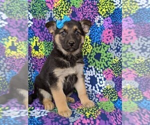 German Shepherd Dog Puppy for sale in GLEN ROCK, PA, USA