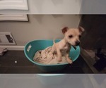 Small Photo #15 Chihuahua Puppy For Sale in MARIETTA, GA, USA