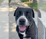 Small #3 American Pit Bull Terrier