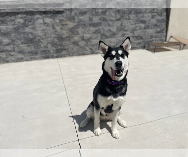 Medium Photo #2 Alaskan Malamute-Unknown Mix Puppy For Sale in Lancaster, PA, USA