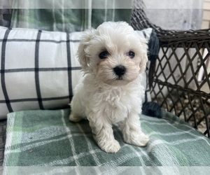 Maltipoo-YorkiePoo Mix Puppy for sale in MIDDLEBURY, IN, USA