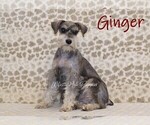 Small Photo #1 Schnauzer (Miniature) Puppy For Sale in DENVER, PA, USA
