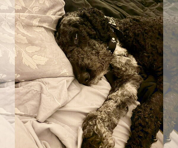 Medium Photo #3 Poodle (Standard) Puppy For Sale in Spring Lake, NC, USA