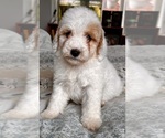 Small Photo #61 Goldendoodle (Miniature) Puppy For Sale in PENSACOLA, FL, USA