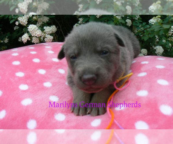 Medium Photo #2 German Shepherd Dog Puppy For Sale in PIEDMONT, MO, USA