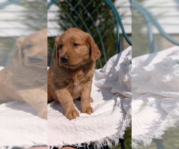 Medium Photo #14 Golden Retriever Puppy For Sale in GOSHEN, IN, USA