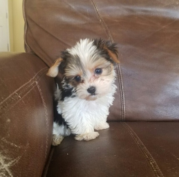 View Ad Yorkshire Terrier Puppy for Sale near California