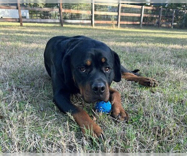 Medium Photo #3 Rottweiler Puppy For Sale in White Hall, AR, USA