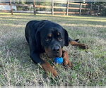 Small #2 Rottweiler