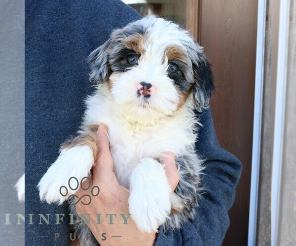 Medium Photo #4 Bernedoodle (Miniature) Puppy For Sale in NARVON, PA, USA