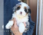 Small #3 Bernedoodle (Miniature)