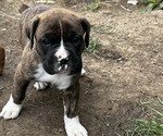 Puppy Buster Boxer