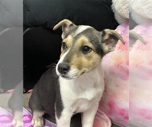 Australian Shepherd Dogs for adoption in Globe, AZ, USA