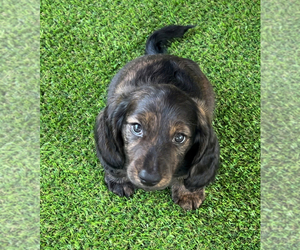 Dachshund Puppy for Sale in DENISON, Texas USA