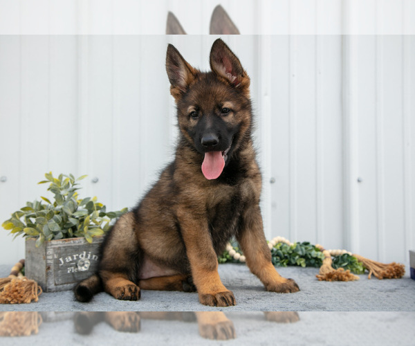 Medium Photo #4 German Shepherd Dog Puppy For Sale in SHIPSHEWANA, IN, USA