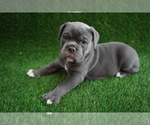 Puppy 1 Olde English Bulldogge