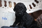 Small Photo #6 Goldendoodle Puppy For Sale in HUDSONVILLE, MI, USA