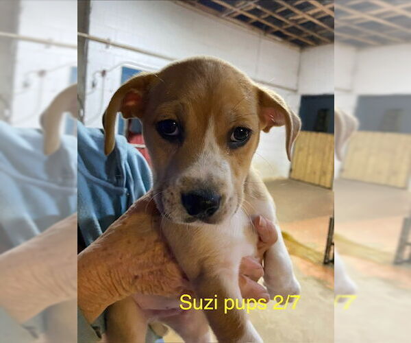 Medium Photo #2 American Bulldog-Beagle Mix Puppy For Sale in Brooksville, FL, USA