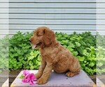 Small #3 Goldendoodle