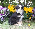 Small #4 Miniature Australian Shepherd