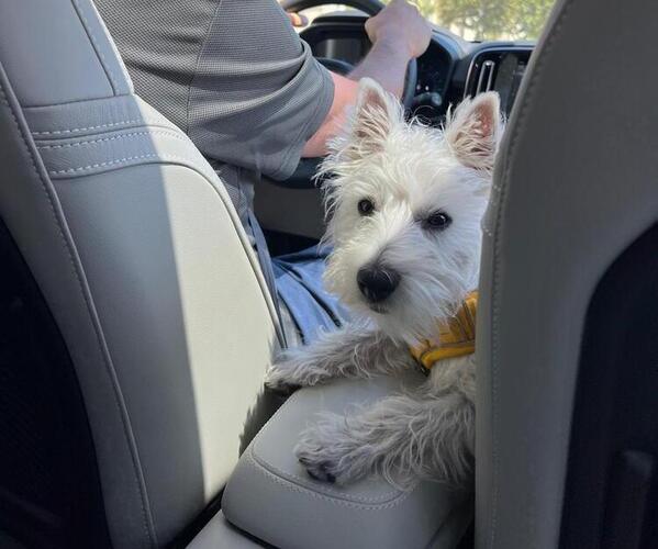 Medium Photo #2 West Highland White Terrier Puppy For Sale in SAN DIEGO, CA, USA