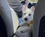 Small #1 West Highland White Terrier