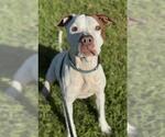 Small American Staffordshire Terrier