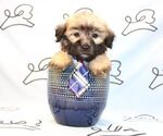Small Photo #24 Maltipoo Puppy For Sale in LAS VEGAS, NV, USA