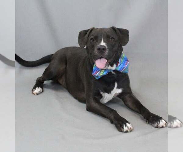 Medium Photo #1 Mutt Puppy For Sale in Shelburne, VT, USA