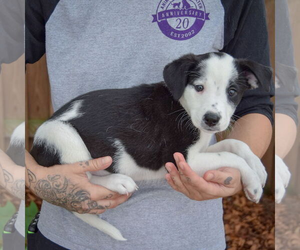 Medium Photo #2 Australian Shepherd-Unknown Mix Puppy For Sale in Huntley, IL, USA