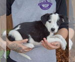 Small #1 Australian Shepherd Mix