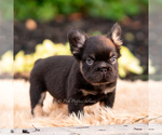 Small Photo #27 French Bulldog Puppy For Sale in WARSAW, IN, USA